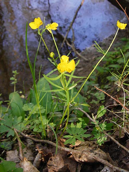 Ranunculus zinselianus \ Zinsel-Gold-Hahnenfu / Zinsel Goldilocks, F Schweighouse-sur-Moder 18.4.2015