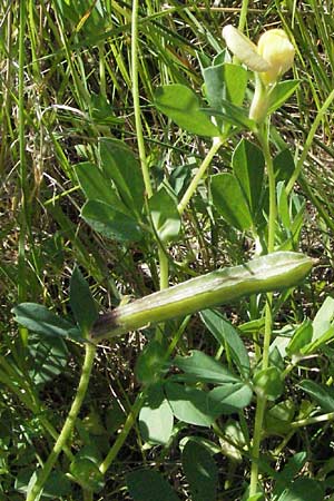 Lotus maritimus \ Gelbe Spargelerbse / Dragon's-Teeth, F Mauguio 7.6.2006