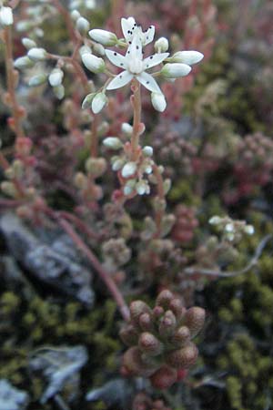 Sedum album / White Stonecrop, F St. Martin-de-Crau 9.6.2006