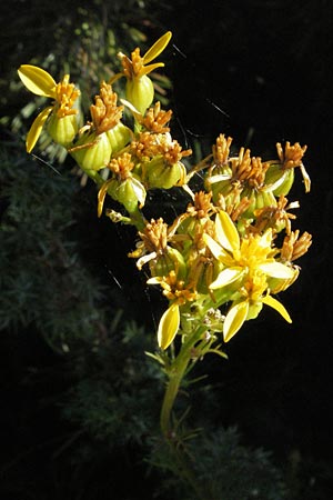 Senecio adonidifolius \ Polster-Greiskraut, F Pyrenäen, Eyne 9.8.2006