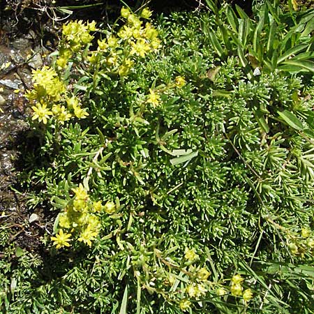 Saxifraga aizoides \ Fetthennen-Steinbrech, F Pyrenäen, Eyne 9.8.2006