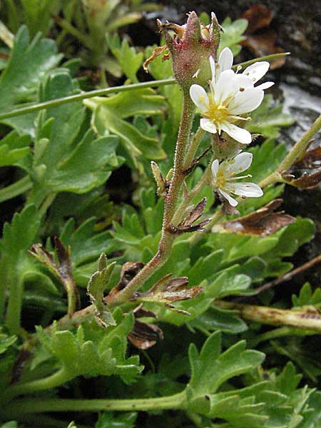 Saxifraga aquatica / Pyrenean Water Saxifrage, F Pyrenees, Eyne 9.8.2006