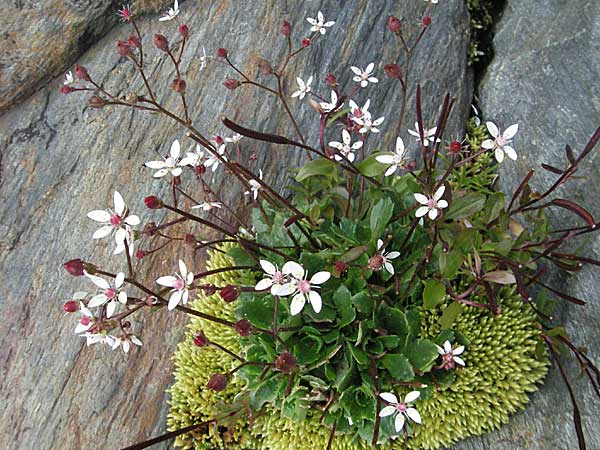 Saxifraga stellaris \ Stern-Steinbrech, F Pyrenäen, Eyne 9.8.2006