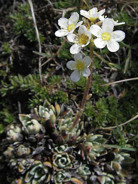 Saxifraga paniculata / Livelong Saxifrage, F Pyrenees, Eyne 9.8.2006