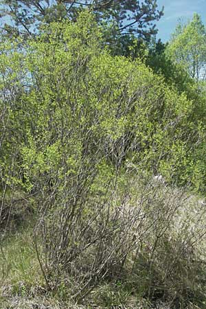 Salix purpurea \ Purpur-Weide / Purple Willow, F Castellane 12.5.2007