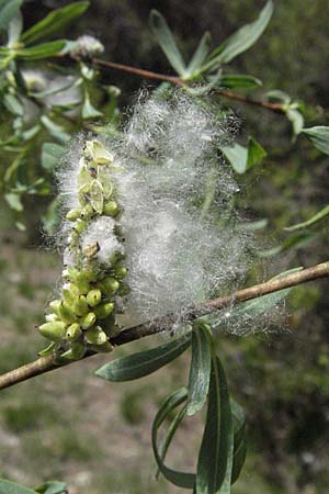 Salix purpurea \ Purpur-Weide / Purple Willow, F Castellane 12.5.2007