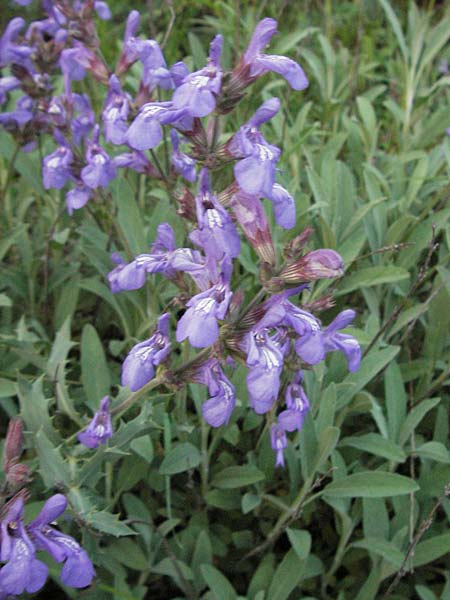 Salvia officinalis \ Echte Salbei, F Causse du Larzac 14.5.2007