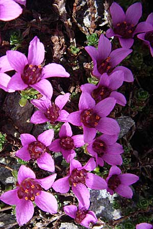 Saxifraga oppositifolia subsp. oppositifolia \ Gegenblttriger Steinbrech / Purple Saxifrage, F Col Agnel 22.6.2008