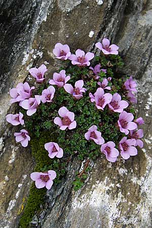 Saxifraga oppositifolia subsp. oppositifolia \ Gegenblttriger Steinbrech, F Col Agnel 22.6.2008