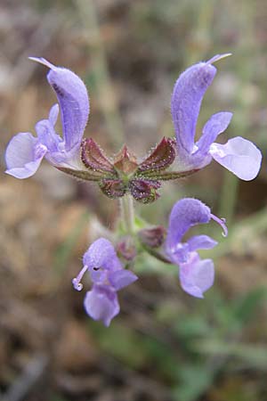 Salvia verbenaca \ Eisenkraut-Salbei / Wild Clary, F Rivesaltes 24.6.2008