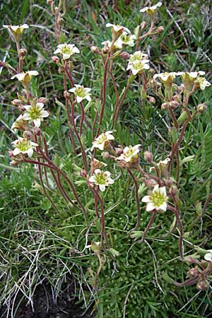 Saxifraga pentadactylis / Saxifrage, F Pyrenees, Eyne 25.6.2008