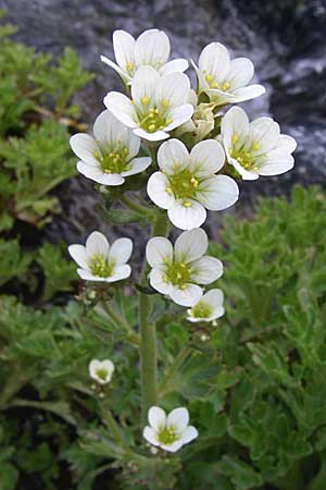 Saxifraga aquatica / Pyrenean Water Saxifrage, F Pyrenees, Eyne 25.6.2008