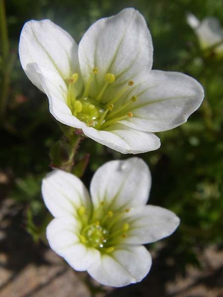 Saxifraga corbariensis \ Corbires-Steinbrech, F Col de Lautaret Botan. Gar. 28.6.2008