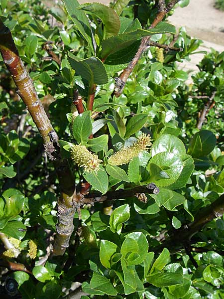 Salix alpina ? / Alpine Willow, F Col de Lautaret Botan. Gar. 28.6.2008