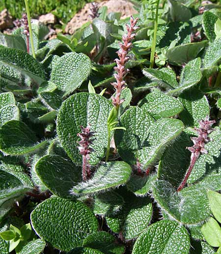 Salix reticulata \ Netzadrige Weide / Net-Leaved Willow, F Col de Lautaret Botan. Gar. 28.6.2008