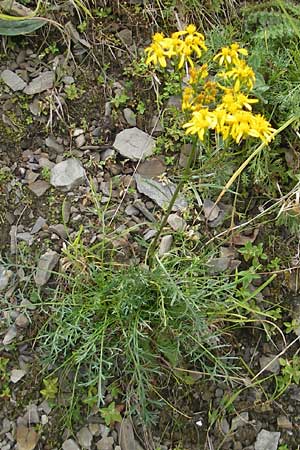 Senecio adonidifolius / Pinnate-Leaved Ragwort, F Pyrenees, Col de Pourtalet 25.8.2011