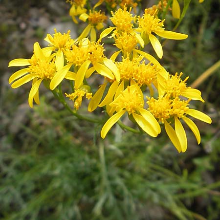 Senecio adonidifolius \ Polster-Greiskraut / Pinnate-Leaved Ragwort, F Pyrenäen/Pyrenees, Col de Pourtalet 25.8.2011