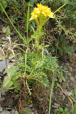 Senecio adonidifolius \ Polster-Greiskraut, F Pyrenäen, Col de Pourtalet 25.8.2011