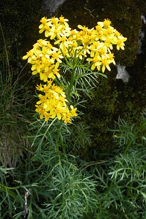 Senecio adonidifolius \ Polster-Greiskraut / Pinnate-Leaved Ragwort, F Pyrenäen/Pyrenees, Gourette 25.8.2011