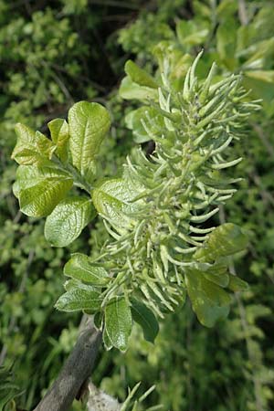 Salix aurita \ Ohr-Weide, F Valff 29.4.2016