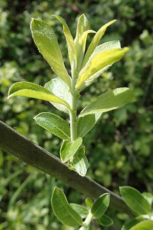 Salix aurita \ Ohr-Weide, F Valff 29.4.2016