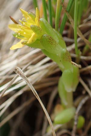 Sedum alpestre \ Alpen-Mauerpfeffer / Alpine Stonecrop, F Col de la Bonette 8.7.2016