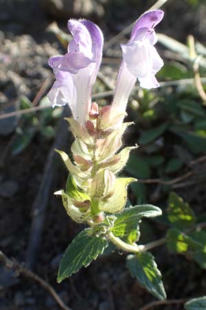 Scutellaria alpina \ Alpen-Helmkraut, F Col de la Cayolle 9.7.2016