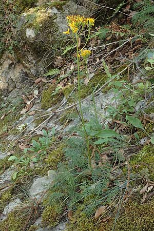 Senecio adonidifolius \ Polster-Greiskraut, F Pyrenäen, Saint-Martin du Canigou 25.7.2018