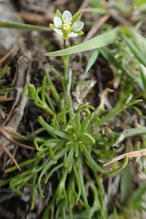 Sagina saginoides \ Alpen-Mastkraut / Alpine Pearlwort, F Pyrenäen/Pyrenees, Mont Llaret 31.7.2018