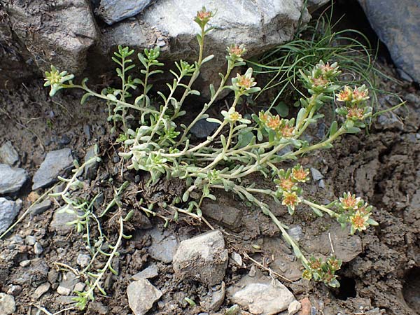 Sedum annuum \ Einjhriger Mauerpfeffer / Annual Stonecrop, F Pyrenäen/Pyrenees, Puigmal 1.8.2018