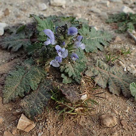 Salvia verbenaca \ Eisenkraut-Salbei, F Martigues 17.3.2024