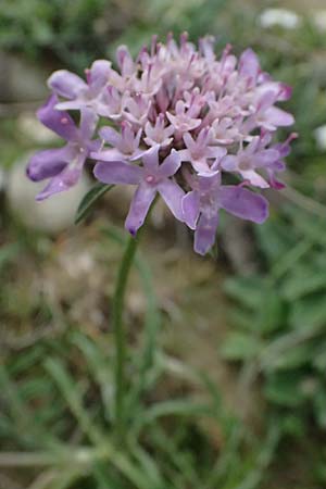 Scabiosa atropurpurea \ Samt-Skabiose, F St. Martin-de-Crau 17.3.2024