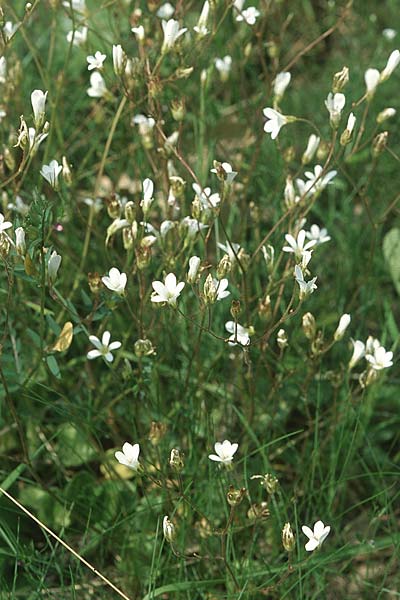 Saxifraga granulata \ Knöllchen-Steinbrech / Meadow Saxifrage, F S. Vallier-de-Thiey 17.5.2004