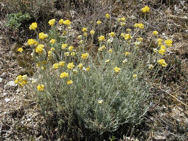 Helichrysum stoechas \ Wohlriechende Strohblume, F Dept. Aveyron,  Tiergues 8.6.2006