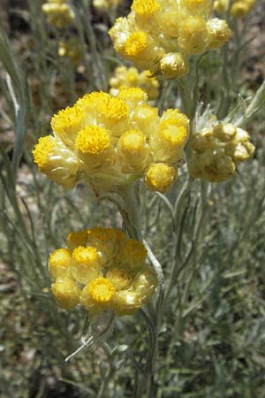 Helichrysum stoechas \ Wohlriechende Strohblume, F Dept. Aveyron,  Tiergues 8.6.2006