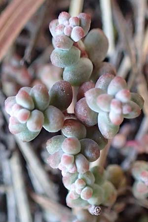 Sedum brevifolium \ Kurzblttriger Mauerpfeffer / Short-Leaved Stonecrop, F Pyrenäen/Pyrenees, Canigou 24.7.2018