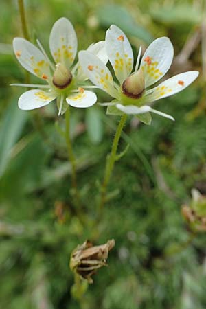 Saxifraga bryoides / Mossy Saxifrage, F Pyrenees, Eyne 4.8.2018