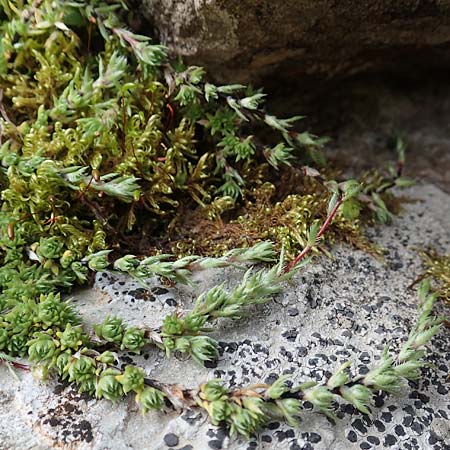 Saxifraga bryoides \ Moos-Steinbrech / Mossy Saxifrage, F Pyrenäen/Pyrenees, Eyne 4.8.2018