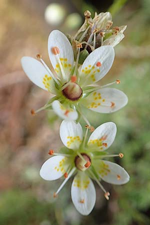 Saxifraga bryoides / Mossy Saxifrage, F Pyrenees, Eyne 4.8.2018