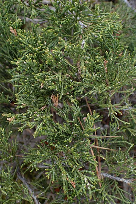 Juniperus sabina \ Stink-Wacholder, Sadebaum, F Champcella 29.4.2023