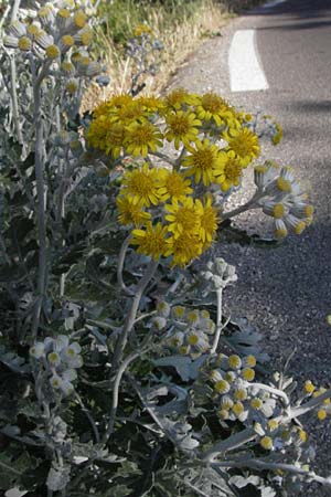 Senecio cineraria \ Aschen-Greiskraut, Silber-Greiskraut / Silver Ragwort, Dusty Miller, F Montagne du Luberon 9.6.2006