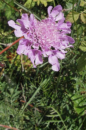 Scabiosa columbaria \ Tauben-Skabiose / Small Scabious, F Pyrenäen/Pyrenees, Eyne 9.8.2006