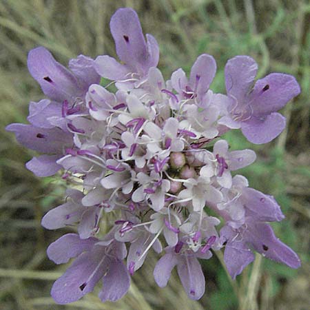 Scabiosa columbaria \ Tauben-Skabiose / Small Scabious, F Pyrenäen/Pyrenees, Eus 14.8.2006