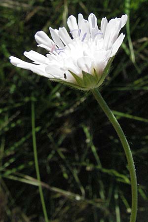 Knautia integrifolia \ Einjhrige Witwenblume / Whole-Leaved Scabious, F Maures, Vidauban 12.5.2007