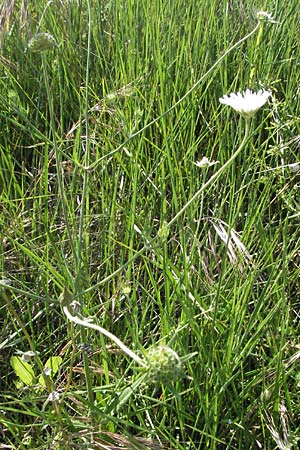 Knautia integrifolia \ Einjhrige Witwenblume / Whole-Leaved Scabious, F Maures, Vidauban 12.5.2007