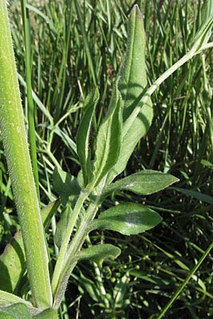 Knautia integrifolia \ Einjhrige Witwenblume / Whole-Leaved Scabious, F Maures, Vidauban 12.5.2007