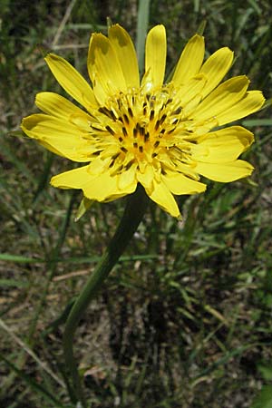 Scorzonera hispanica \ Garten-Schwarzwurzel, Spanische Schwarzwurzel / Spanish Viper's Grass, Black Salsify, F Pyrenäen/Pyrenees, Olette 14.5.2007