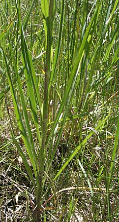 Scorzonera hispanica \ Garten-Schwarzwurzel, Spanische Schwarzwurzel / Spanish Viper's Grass, Black Salsify, F Pyrenäen/Pyrenees, Olette 14.5.2007