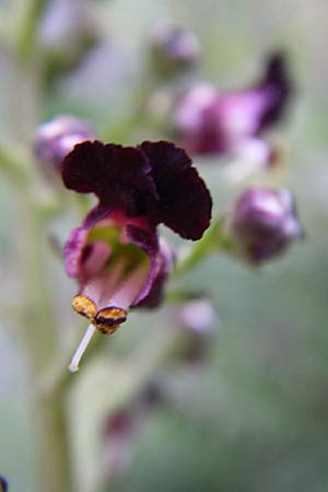 Scrophularia juratensis \ Jura-Braunwurz / Jura-Figwort, F Col du Galibier 21.6.2008