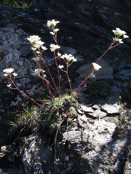 Saxifraga paniculata / Livelong Saxifrage, F Queyras, Vieille Ville 22.6.2008